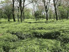 kangra tea