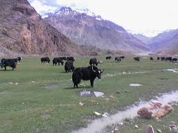 yaks