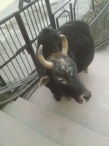 Old stray bull in concrete Shimla