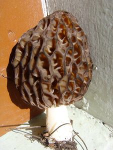 Guchi mushroom