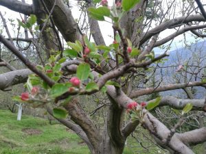 Still pink buds