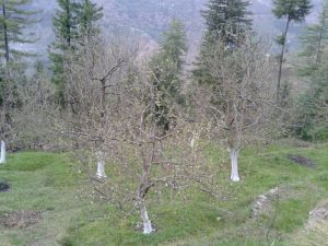 An orchard in Deha